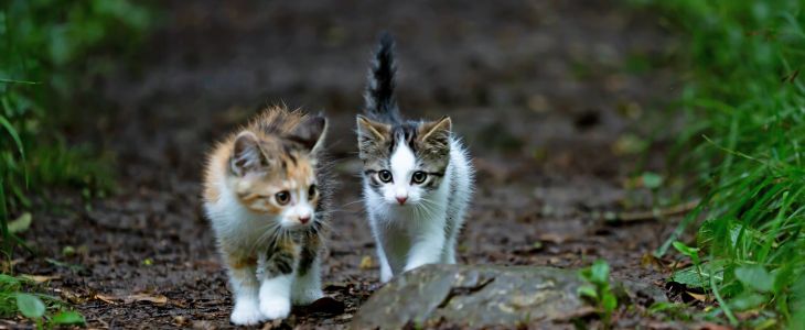 Cat Cafe UK - Study in the UK - Across the Pond Canada