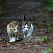 Cat Cafe UK - Study in the UK - Across the Pond Canada